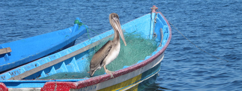 Boat + pelican_cropped