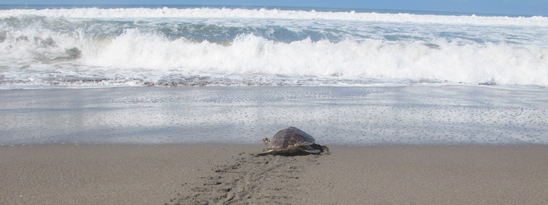 Hope for Hawksbills: Marine Turtle Conservation in El Salvador