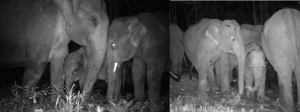 Camera trap image Asian elephant Cambodia