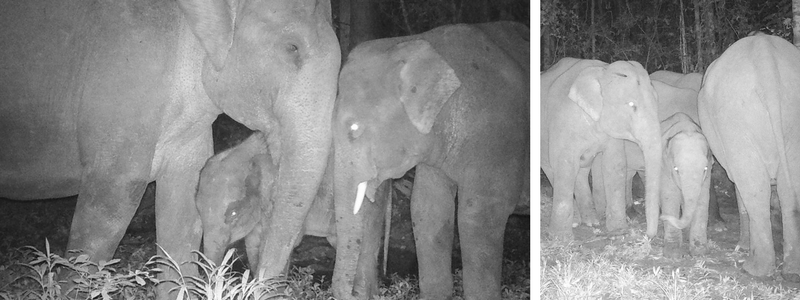 Camera trap images of Asian elephants in Prey Lang Forest, Cambodia, from late 2017.