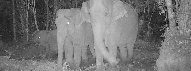 Camera trap image Asian elephant Cambodia