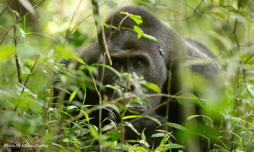 Chimanunka Grauer's gorilla in grass by Allison Shelley_Wild Earth Allies_2018_Blog