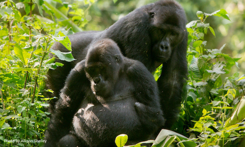 Mateo and Nbanga Grauer's gorillas by Allison Shelley_Wild Earth Allies_2018_Blog