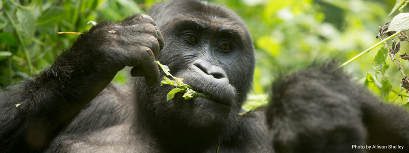 Experience Great Ape Conservation Up-Close