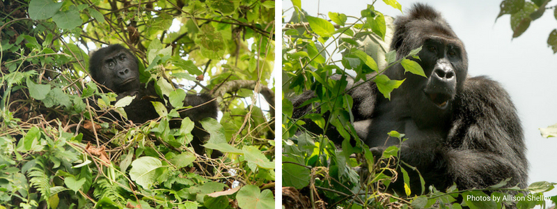 Mukono and Bonane Grauer's gorillas by Allison Shelley_wild earth allies_2018_blog