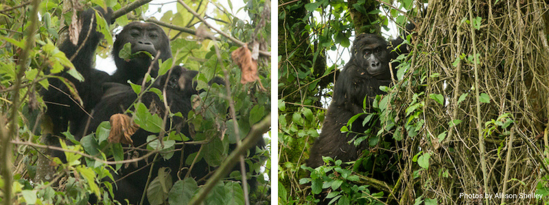 Siri Graurer's gorilla in tree by Allison Shelley_wild earth allies_2018_blog