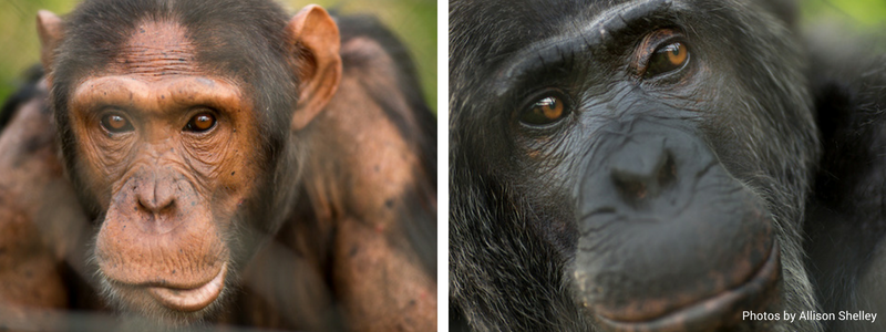Chimpanzees at Lwiro Primate Rehabilitation Center by Allison Shelley_wild earth allies_2018_blog