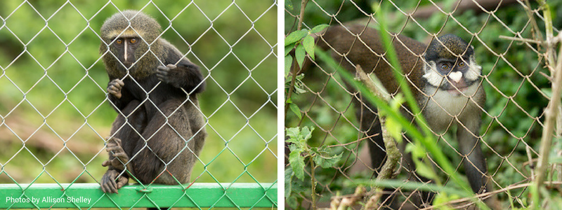 Monkeys at Lwiro Primate Rehabilitation Center by Allison Shelley_wild earth allies_2018_blog