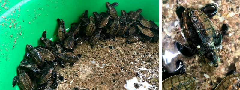 Turtle hatchlings_wild earth allies_2018_blog