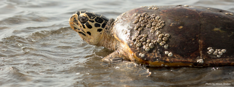 The Love and Labor of Hawksbill Turtle Conservation
