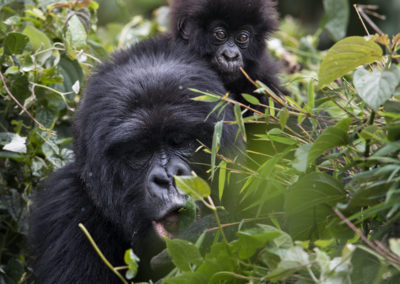 Mountain gorilla with baby