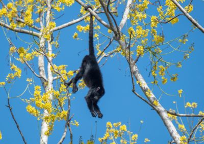 Howler monkey in quamwood tree