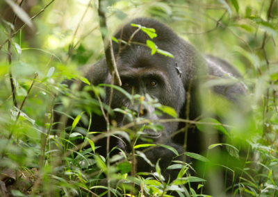 Chimanuka, silverback Grauer’s gorilla