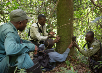Monitoring camera traps in Kahuzi-Biega National Park