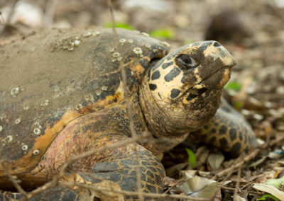Nesting hawksbill turtle