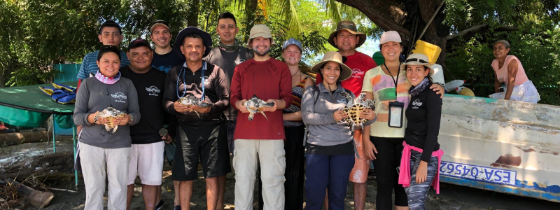 The Lost Years: How ProCosta is using satellite telemetry to follow and protect hawksbill turtles in their first years of life
