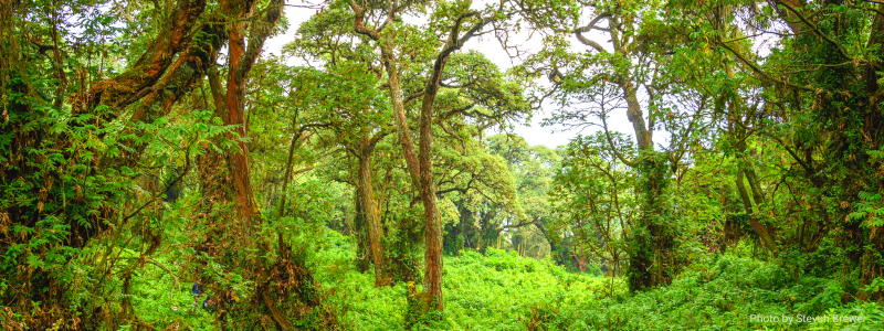 Botanic Field Report from Rwanda