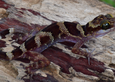 Scientists Discover Bent-Toed Gecko Species in Cambodia