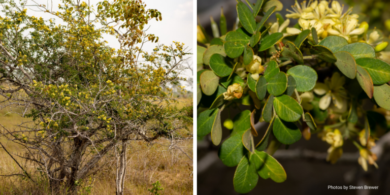 Trees Of Belize: Discovering Logwood - Wild Earth Allies