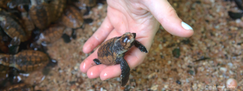 Hawksbill Turtle Nesting Season is Underway in El Salvador