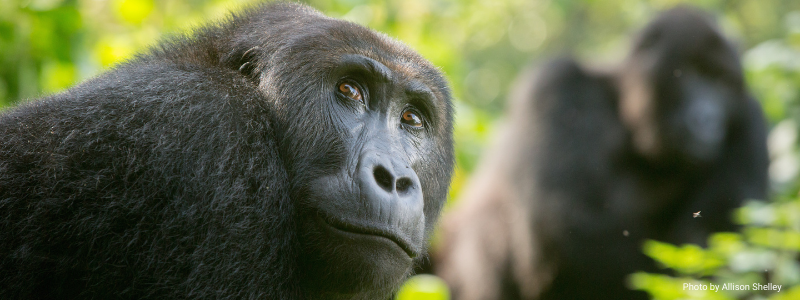 Emergency Response in DRC Helps People and Gorillas