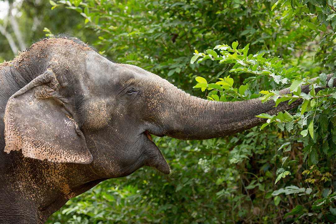 Cambodia: Asian Elephants