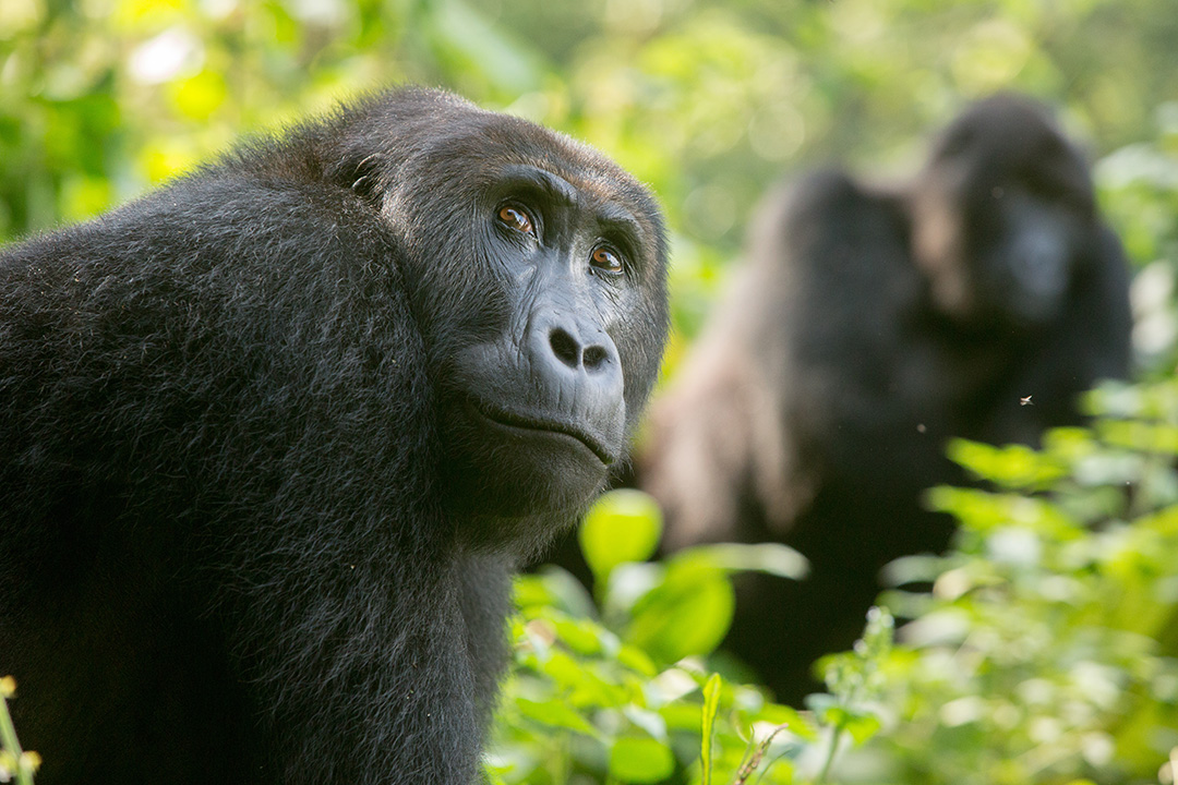 Central Africa: Great Apes