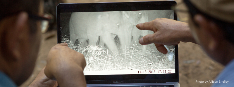 Using Camera Traps to Understand and Protect Asian Elephants in Cambodia