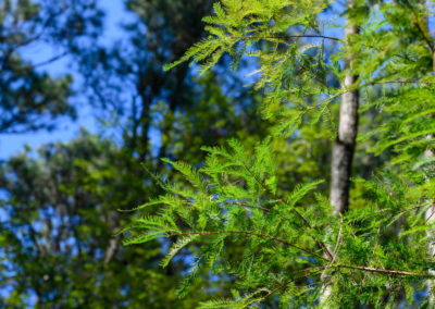 Bald cypress leaves