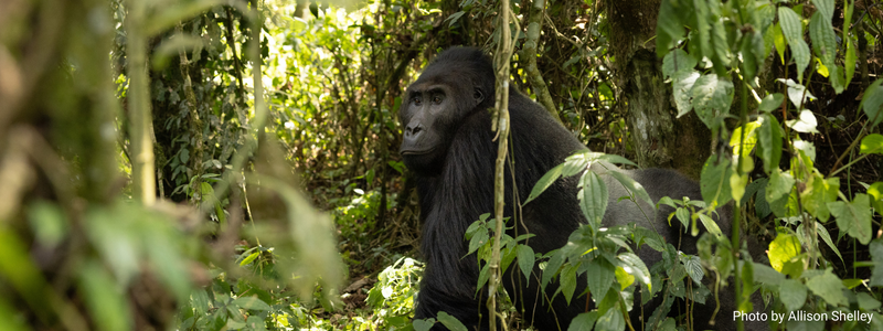 A Window into the World of Grauerâs Gorillas and Other Elusive Primates in the DRC