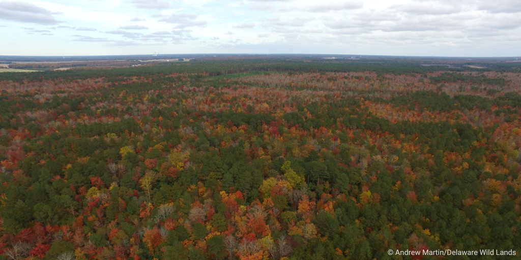 An aerial view of the Great Cypress Swamp in autumn