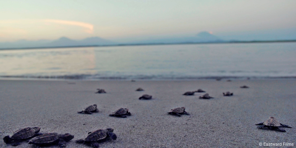 Turning the Tide for Hawksbill Sea Turtles in El Salvador