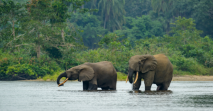 African forest elephants in the water