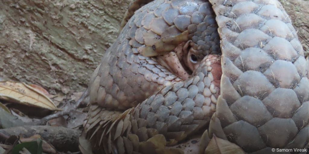 Signs of Hope for Sunda Pangolins in Cambodia