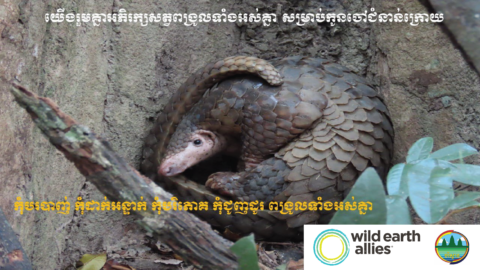 Signs Of Hope For Sunda Pangolins In Cambodia - Wild Earth Allies