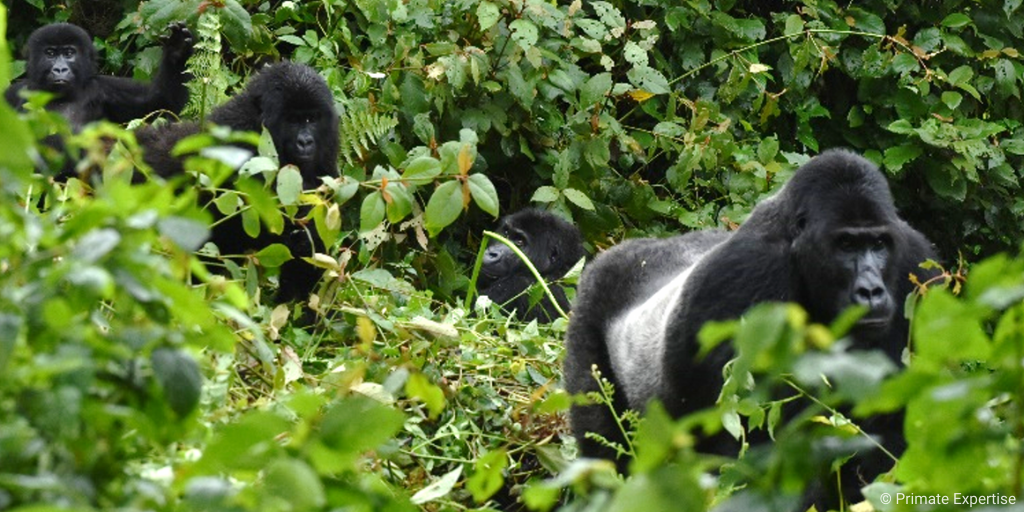 New Gorilla Group Habituated in the DRC