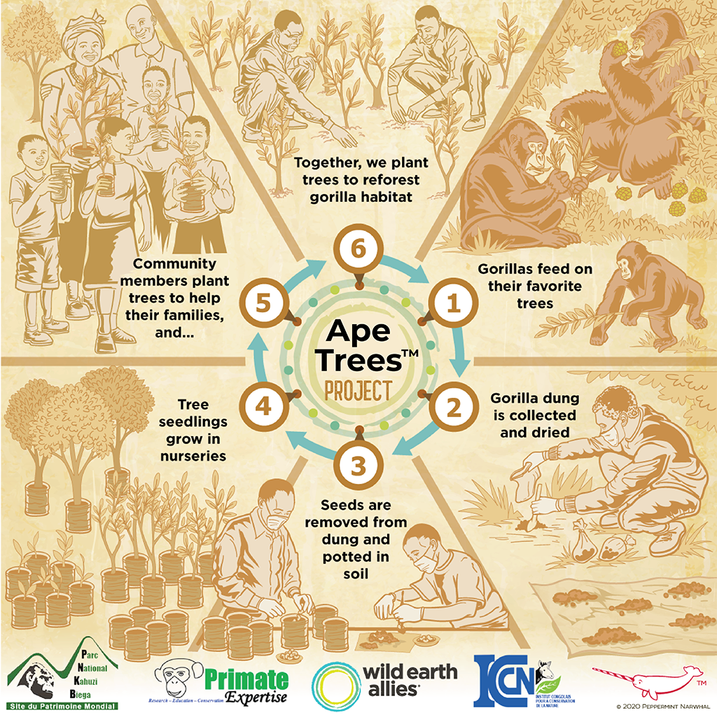 Ape Trees Project Infographic