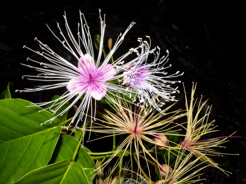 A flowering plant in Belize