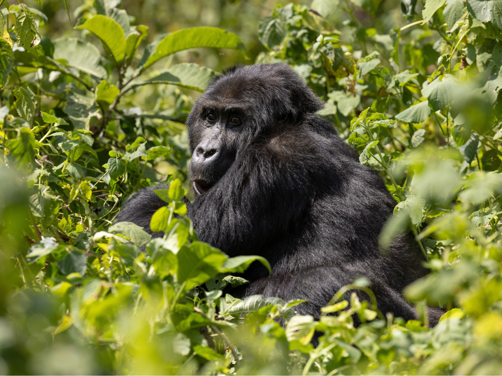 A Grauer's gorilla in the bush