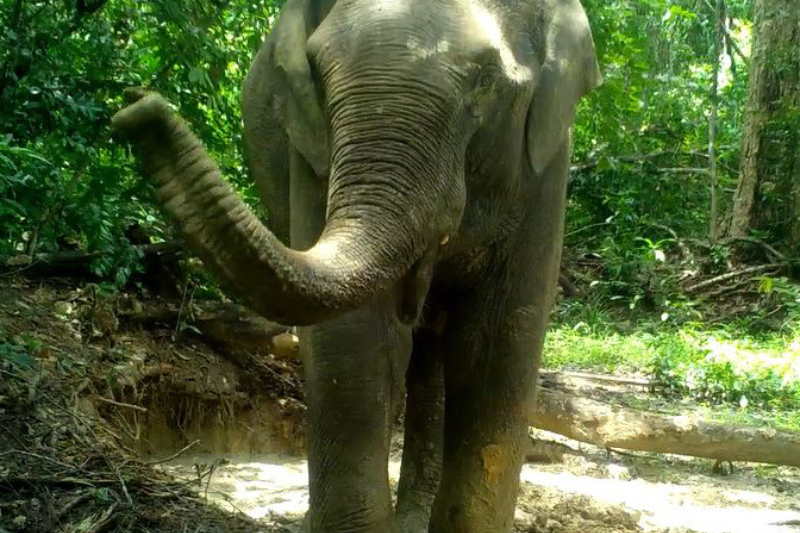 Camera trap photo of an Asian elephant