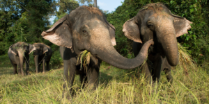 Asian elephants in Cambodia