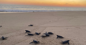 Leatherback hatchlings on the beach at sunset