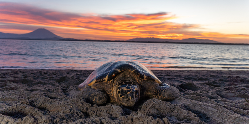 An adult female hawksbill turtle on the beach at sunset