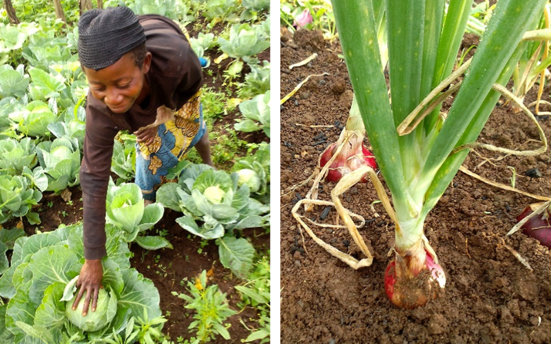 A woman farms in the DRC