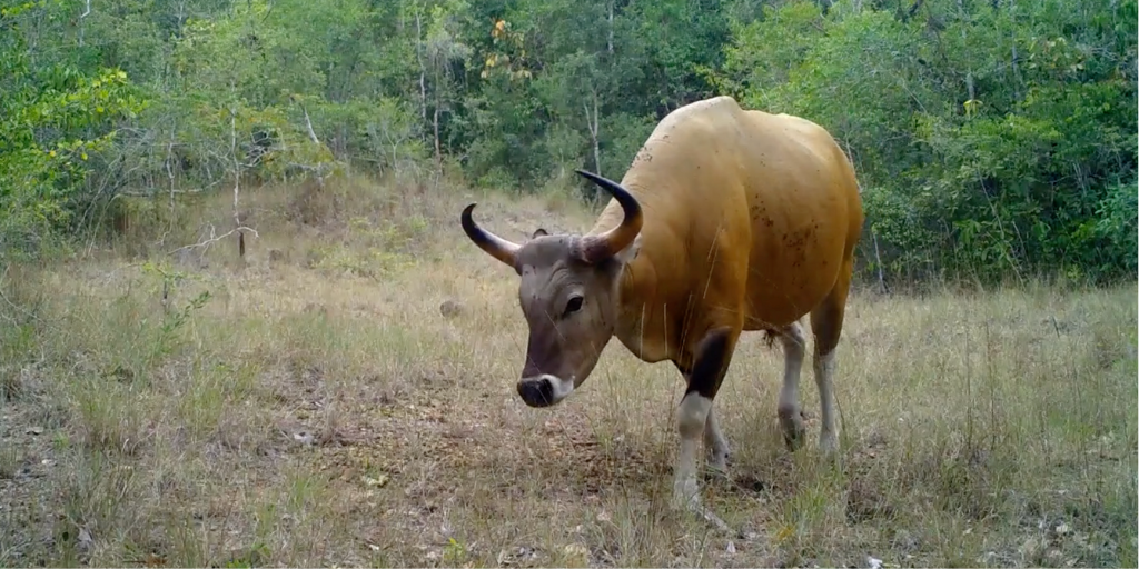 First Confirmation of Endangered Banteng in Cambodia’s Cardamom Mountains