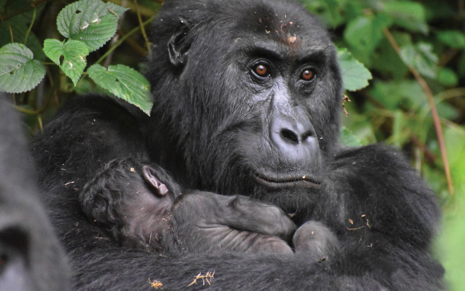 A female and baby Grauer's gorilla