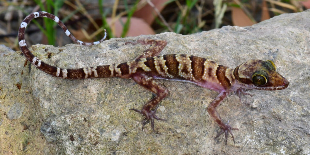 Researchers Discover New Species of Bent-Toed Gecko in Cambodia
