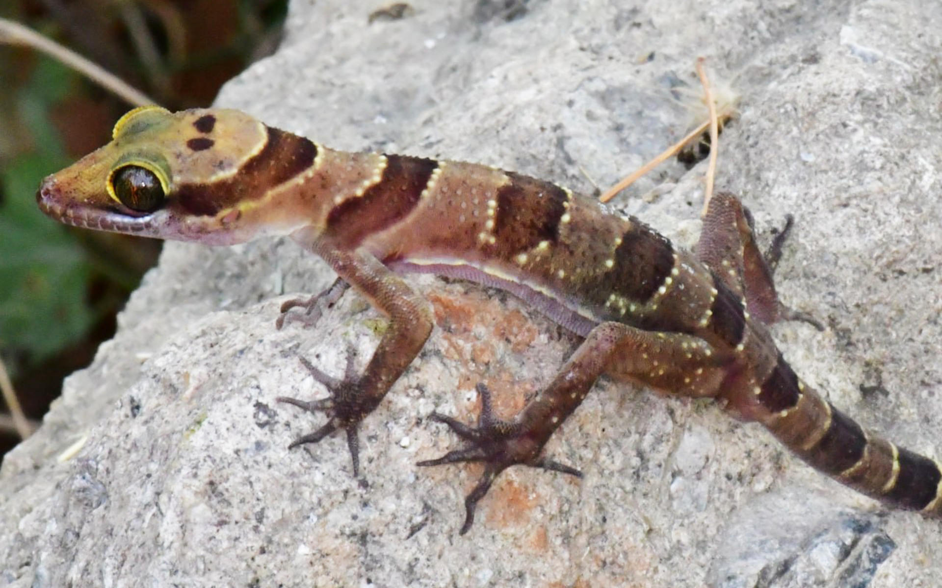 Royal Cave Bent-toed Gecko