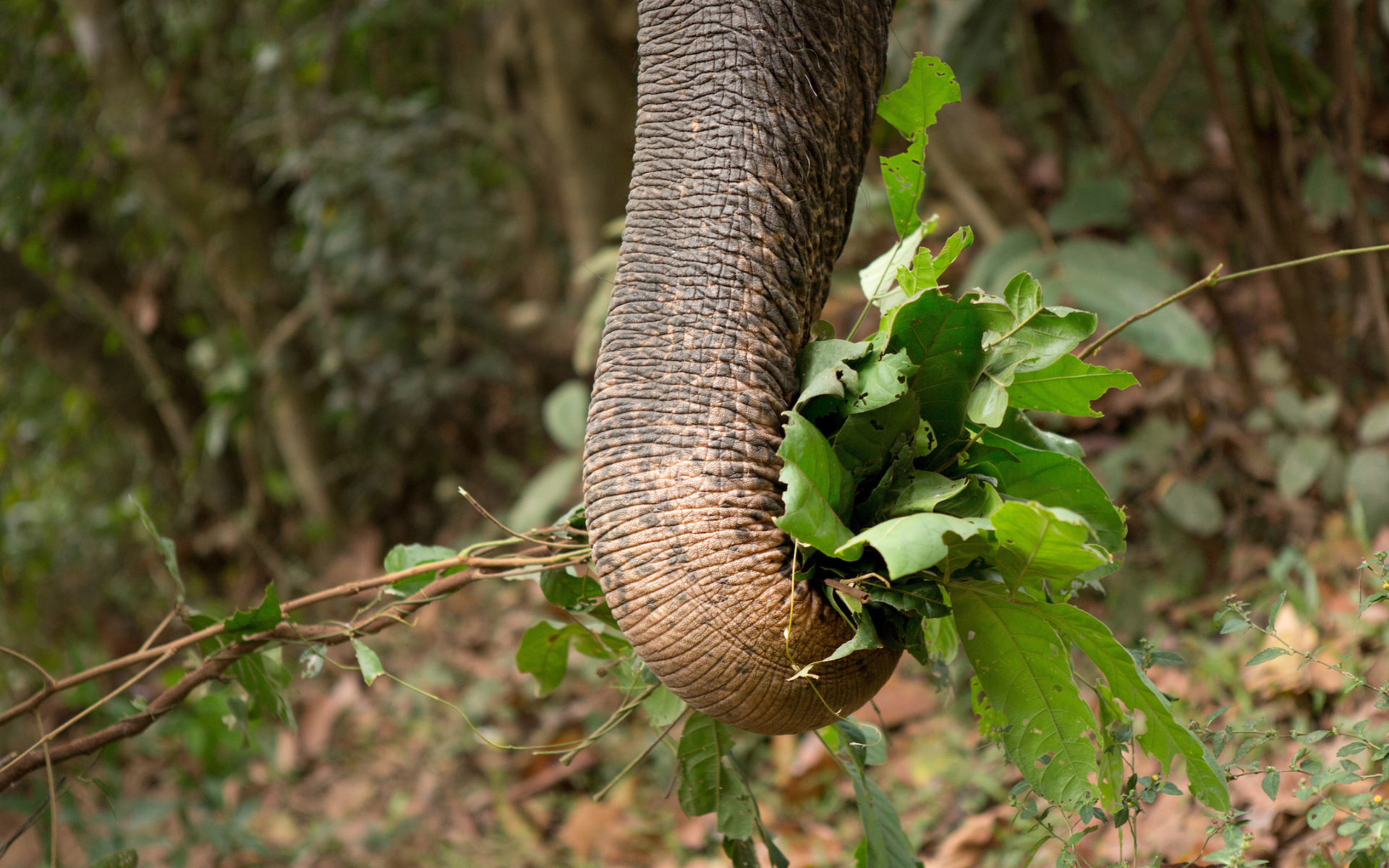 Asian elephant trunk with leaves