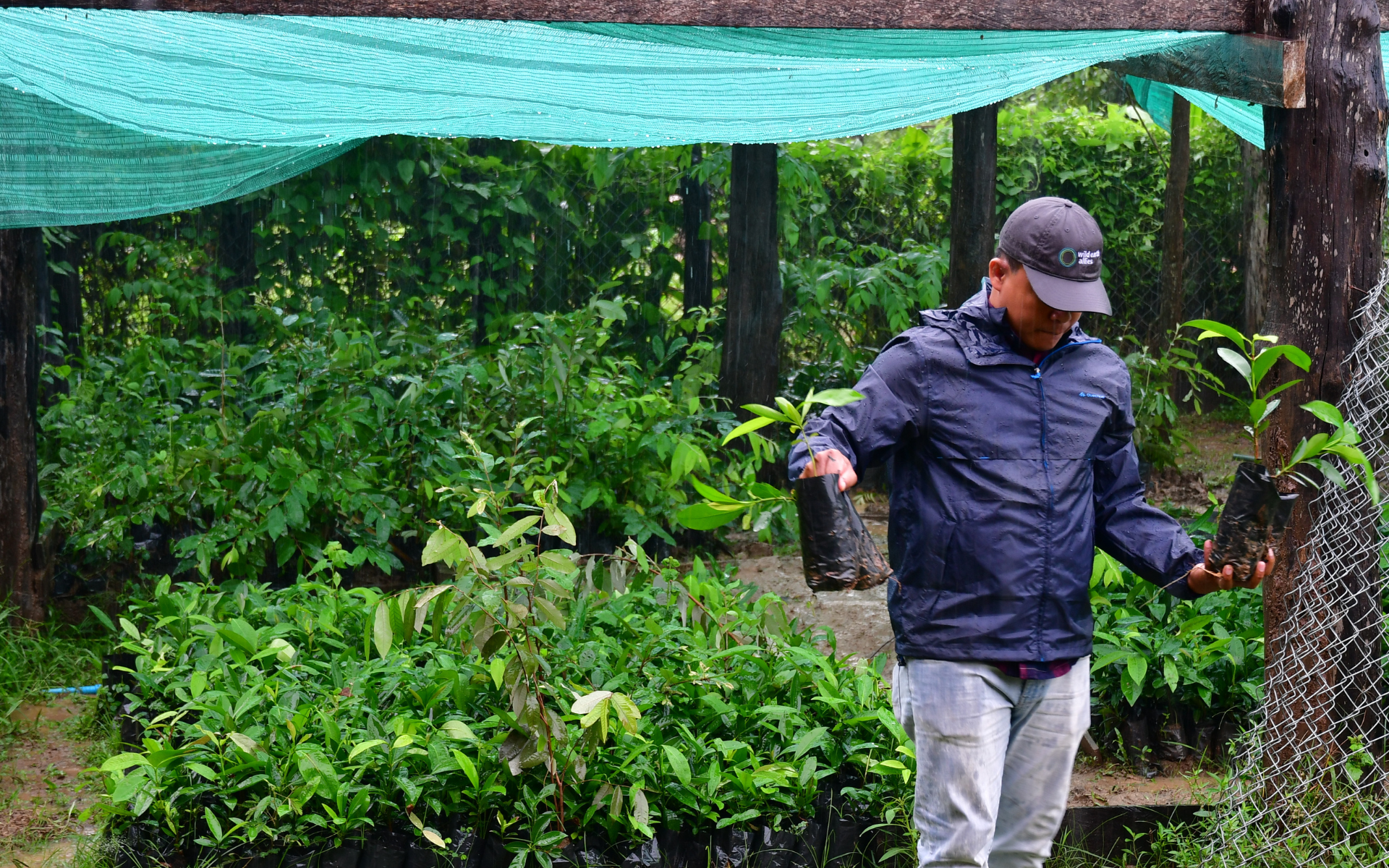 An Elephant Trees nursery